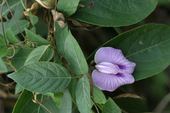 Centrosema pubescens